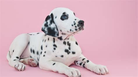 Navigating Pet Laws and Regulations in the Philippines: An .